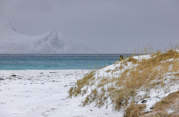 Winter landscape in Lofoten Archipelago, Norway, Europe	