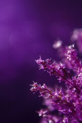 Fototapeta premium A detailed shot of a plant featuring purple flowers