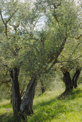 Italian olive tree orchard in Montone, Umbria, Italy.