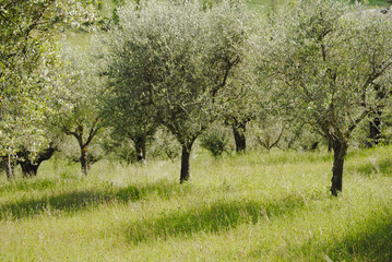 Italian olive tree orchard in Montone, Umbria, Italy.