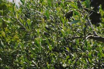 Silvery olive leaves in sunlight.