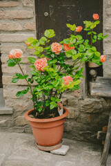 Potted coral roses outside stone building in Montone, Umbria, Italy.