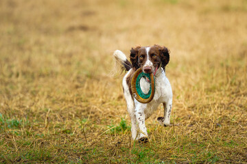 2023-12-31 A TRI COLORED SPRINGER SPANIEL WITH A TOY IN ITS MOUTH RUNNING STRAIGHT AT THE CAMERA WITH BRIGHT EYES AND A SMOOTH BACKGROUND AT THE OFF LEASH DOG AREA AT MARYMOOR PARK 