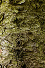 Abstract drawing of gray-green tree bark. Bitches