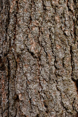 Abstract background of textured brown tree bark. Loft