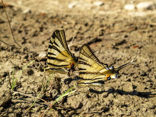 July Scarce swallowtail, Iphiclides podalirius butterfly against another blurred butterfly in the thick mud of a riverbank in North Bulgaria
