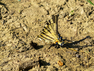 Beautiful July Scarce swallowtail, Iphiclides podalirius butterfly in the thick mud of a riverbank in North Bulgaria
