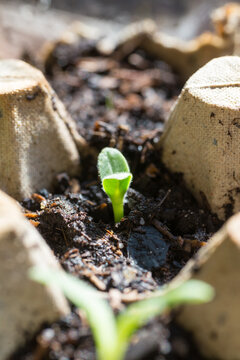 Growing food in urban garden. Borage seedlings growing indoor in DIY seed starting containers