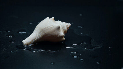 Wet Under the rain in black background seashells 
