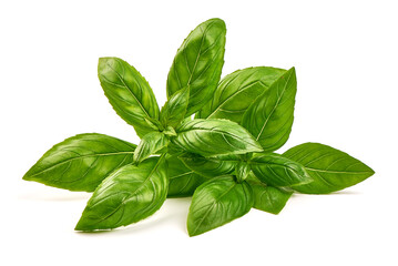 Fresh green Basil leaves, isolated on white background.