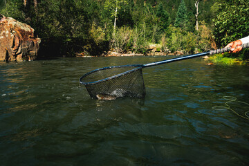 A fisherman nets a trout from the waters of the Pecos River, New Mexico, low shot