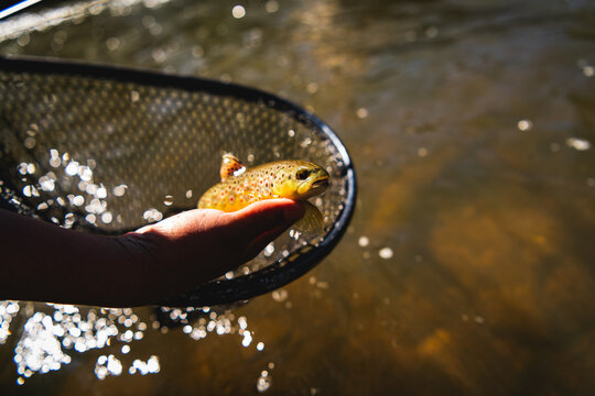 A fisherman holds a brook trout above a fishing net on the Pecos River, New Mexico