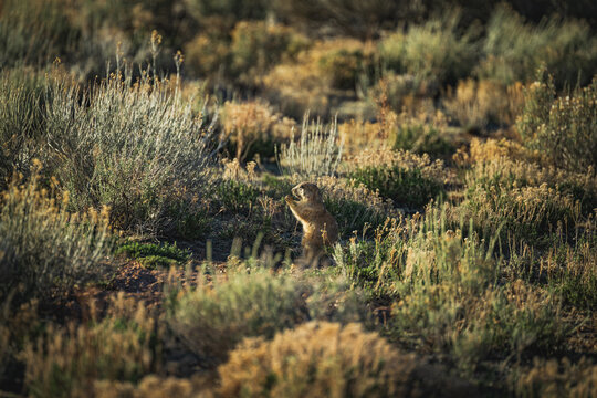 Prairie dog at Eagle Nest Lake State Lake Park, New Mexico