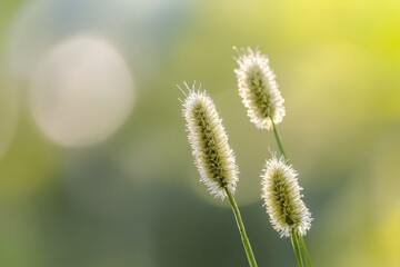 Obraz premium A close-up shot of lush green grass with a blurred background