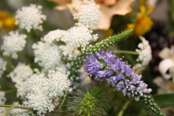 blue and white flower