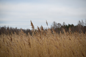 reeds in the wind