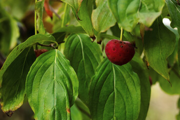Japanese dogwood leaves and red berry close-up