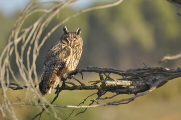 Owl Perched on a Branch in Natural Habitat
