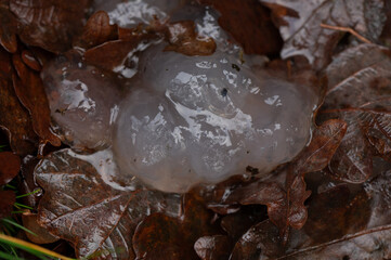 close-up of a crystal brain mushroom on top of leaves