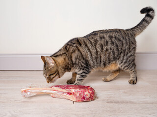 Handsome brown tabby cat with fine tomahawk steak in plastic wrap on the floor. Pet stealing food concept. Wanting the best of the best meat theme.