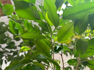 Green leaves in a bright room