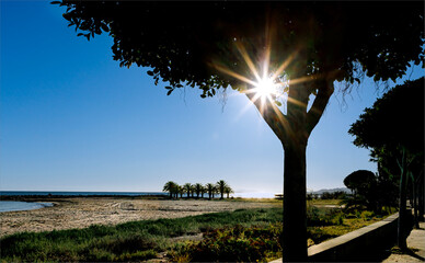 An empty beach looking across the sand with a sunburst through a tree branch