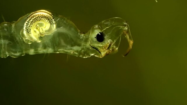 Phantom Midge larva (Chaoborus sp.) underwater in a pond, drifting forward through the frame, ultra macro close-up along entire body.