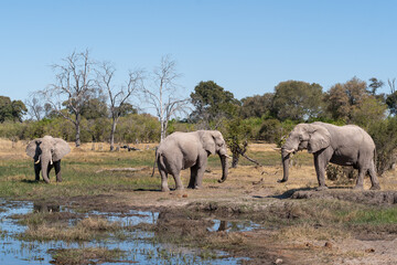 Fototapeta premium African elephant bulls (Loxodonta africana), drinking at Khwai river, Okavango delta, Moremi, Botswana, Africa.