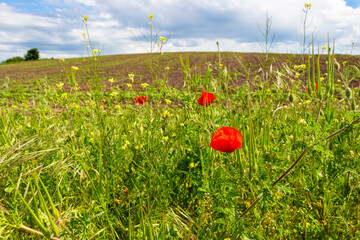 Poppies and other May wild plants in front of a blurred meadow with stormy sky in Haskovo Province, Southern Bulgaria, selective focus