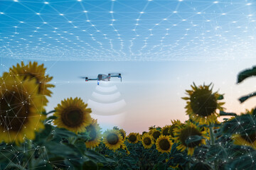 Agricultural AI drone scanning sunflower fields on smart farm. AI technology, Smart agriculture business