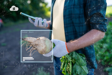 Sugar beet with AI Smart farming and Agricultural AI technology, Smart technology for agriculture...