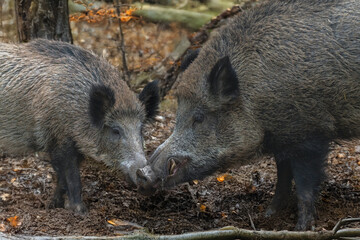 zwei Wildschweine im Herbstwald