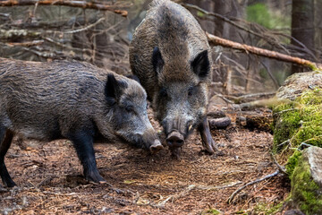 2 Wildschweine im Wald