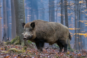 Keiler im Morgenlicht