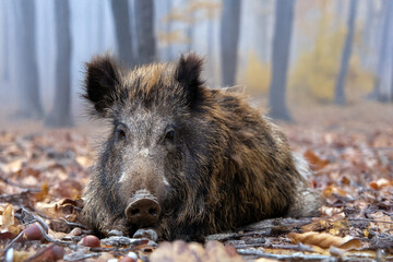 Wildschwein bei einer Ruhepause im Herbstwald
