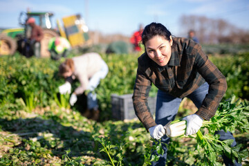 Female Asian agriculturist collecting celery on vegetable field.