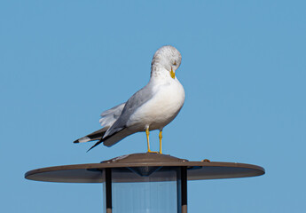 seagull on a post