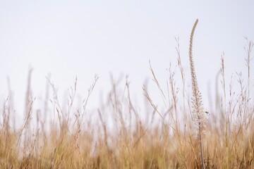 Fototapeta premium Wildflower Blooming in a Field of Grass Against Clear Sky