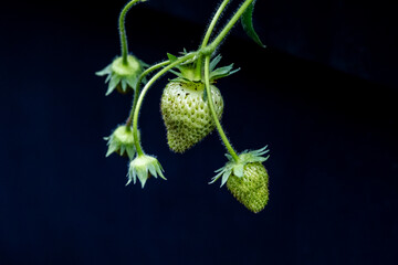 close-up of green unripe strawberries on the plant against a dark background