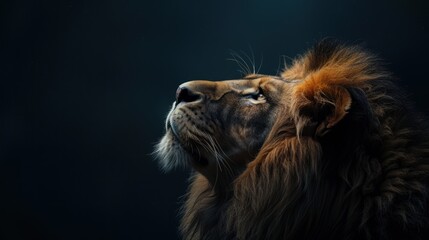 close up portrait of a lion