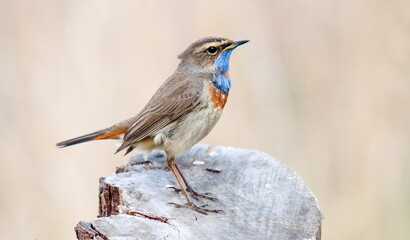 robin on a branch