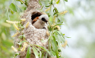 owl in the tree
