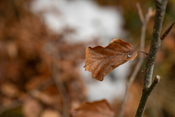 Dry beech leaf on a branch in winter.
