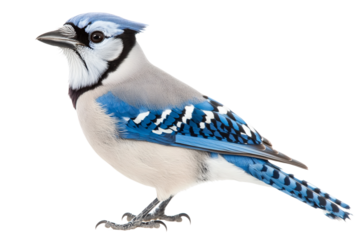 blue jay isolated on transparent background