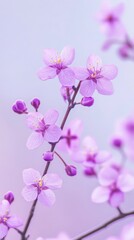 Delicate Spring Blossom in Soft Pastel Pink