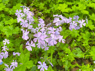 light purple wildflower phlox in forest