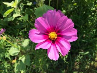 Fototapeta premium magenta cosmos spring wildflower