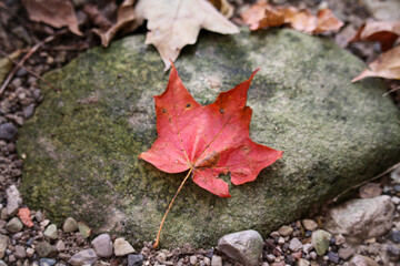 Autumn's Quiet Stone