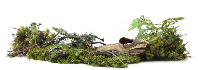 Piece of forest ground with moss, plants, branches isolated on white background. Border of fresh green forest vegetation, weathered branch, fallen branches.