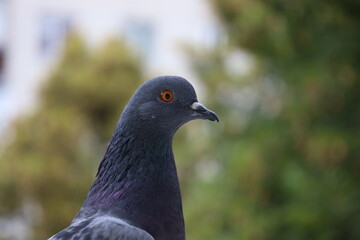 Pigeon closeup portrait, grey bird, animal head in close up
